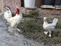 Chickens — الصورة 2