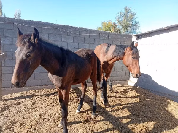 Kuda betina, Horses