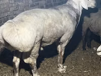 Bélier, Afghan Arabi sheep — photo 4