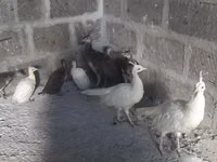 Blanco — foto 1