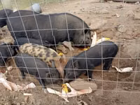 Babi betina — foto 3