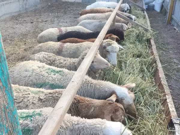 Sheep, Sheep