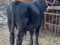 Banteng, Aberdeen-Angus — foto 5