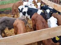 牛（ロット、性別未指定）, Russian Black pied cattle — 写真 1