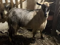 雌ヤギ, Alpine goat — 写真 2