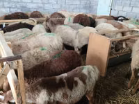 Sheep, Beulah Speckled face sheep — photo 1