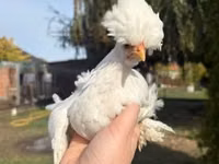 Chickens — Foto 7