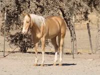 Caballo, Quarter Horse — foto 5