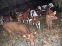 Banteng, Limousin cow — foto 4