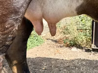 Vaca, Ganado vacuno — foto 7