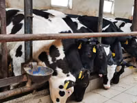 雄牛, Simmental cattle — 写真 5