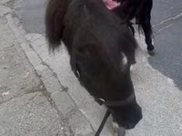 Hengst, Shetland Pony — Foto 2