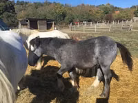 雄馬, Gypsy horse — 写真 3