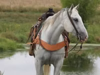 雄馬, Quarter Horse — 写真 5