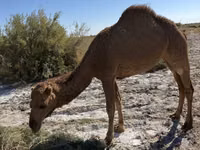 ناقة, Kazakh Bactrian camel — الصورة 3