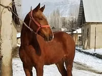 Caballo, Karabair horse — foto 6