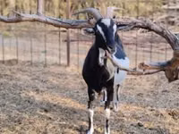 Cabra, Toggenburg goat — foto 5
