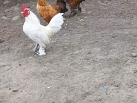 Chickens — photo 3