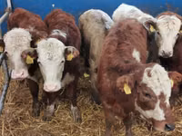 Rinder (Partie, Geschlecht nicht angegeben), Simmental cattle — Foto 4