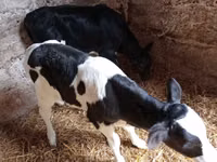 Bulle, Russian Black pied cattle — Foto 2