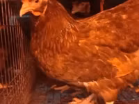 Chickens — الصورة 8
