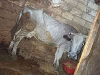 गाय, मवेशी — फ़ोटो 1