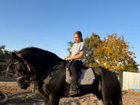 حصان, Friesian — الصورة 2