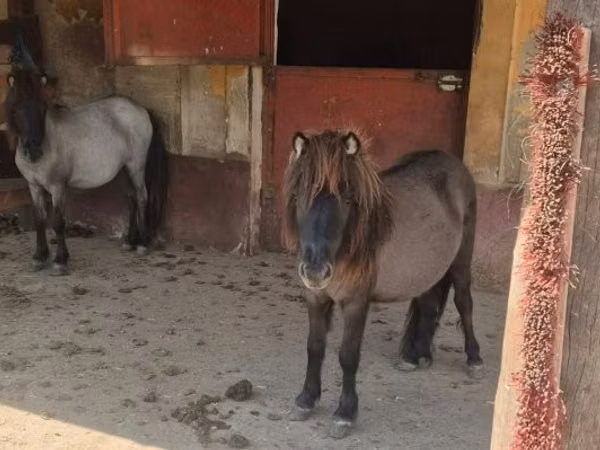 Kuda betina, Shetland Pony