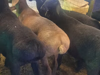 मेढ़ा, Rhon sheep — फ़ोटो 4