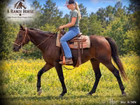 Yegua, Quarter Horse — foto 1