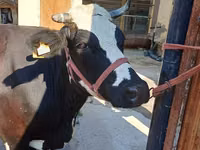 गाय, अलाताऊ नस्ल — फ़ोटो 2