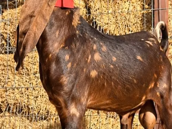 تيس, Kamori goats