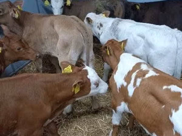 Bovins (lot, sexe non indiqué), Bovins