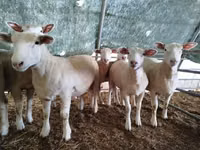 Sheep, Ile-de-France sheep — photo 2