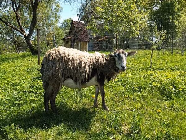 बकरी, Kejobong goat