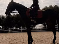 Yegua, Friesian sport horse — foto 5