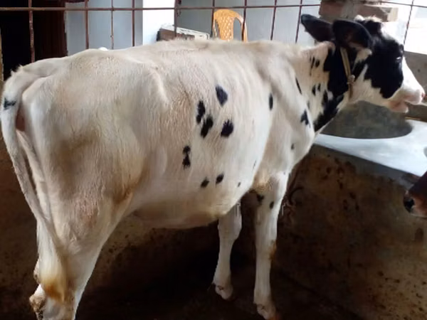 गाय, Russian Black pied cattle