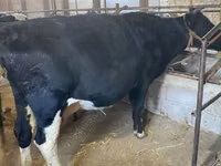 Vaca, Raza Holstein — foto 4