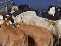 मवेशी (लॉट, लिंग निर्दिष्ट नहीं), Simmental cattle — फ़ोटो 1