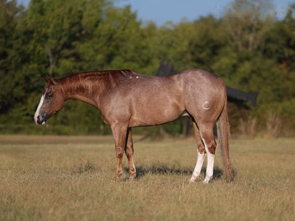雄馬, Quarter Horse