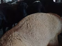 बकरा, Boer goat — फ़ोटो 3