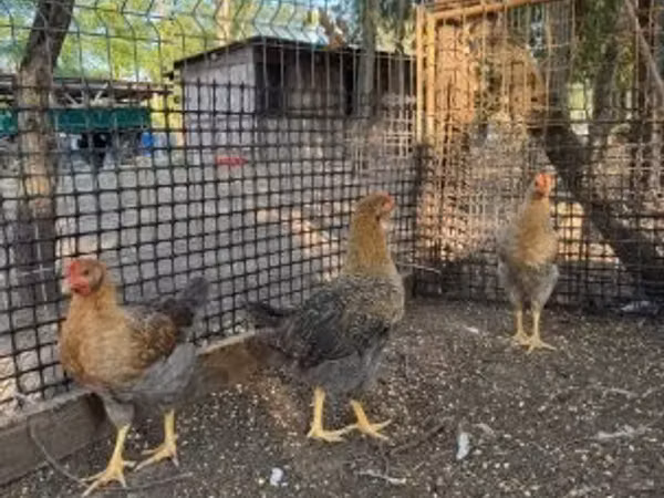 Chickens