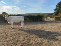 雌牛, Charolais cattle — 写真 2