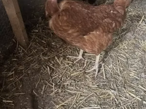 Poule danoise