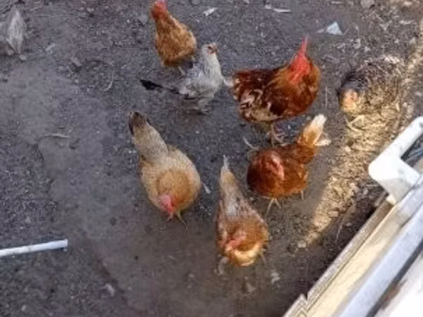 Ayam Denmark