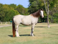 فرس, Skyros Pony — الصورة 3
