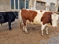 بقرة, Swiss cattle — الصورة 1