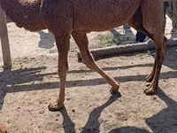 Camellos (lote, sexo no especificado), Kazakh Bactrian camel — foto 3