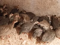 Guinea fowl — 写真 4