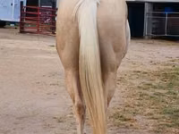 Kuda jantan, Quarter Horse — foto 8
